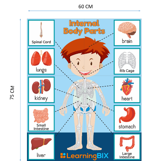 Internal Body Parts Mat LearningBix